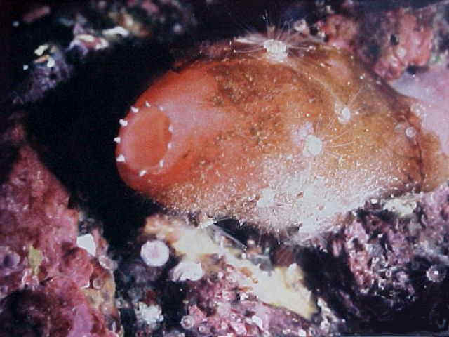 Ascidiella aspersa